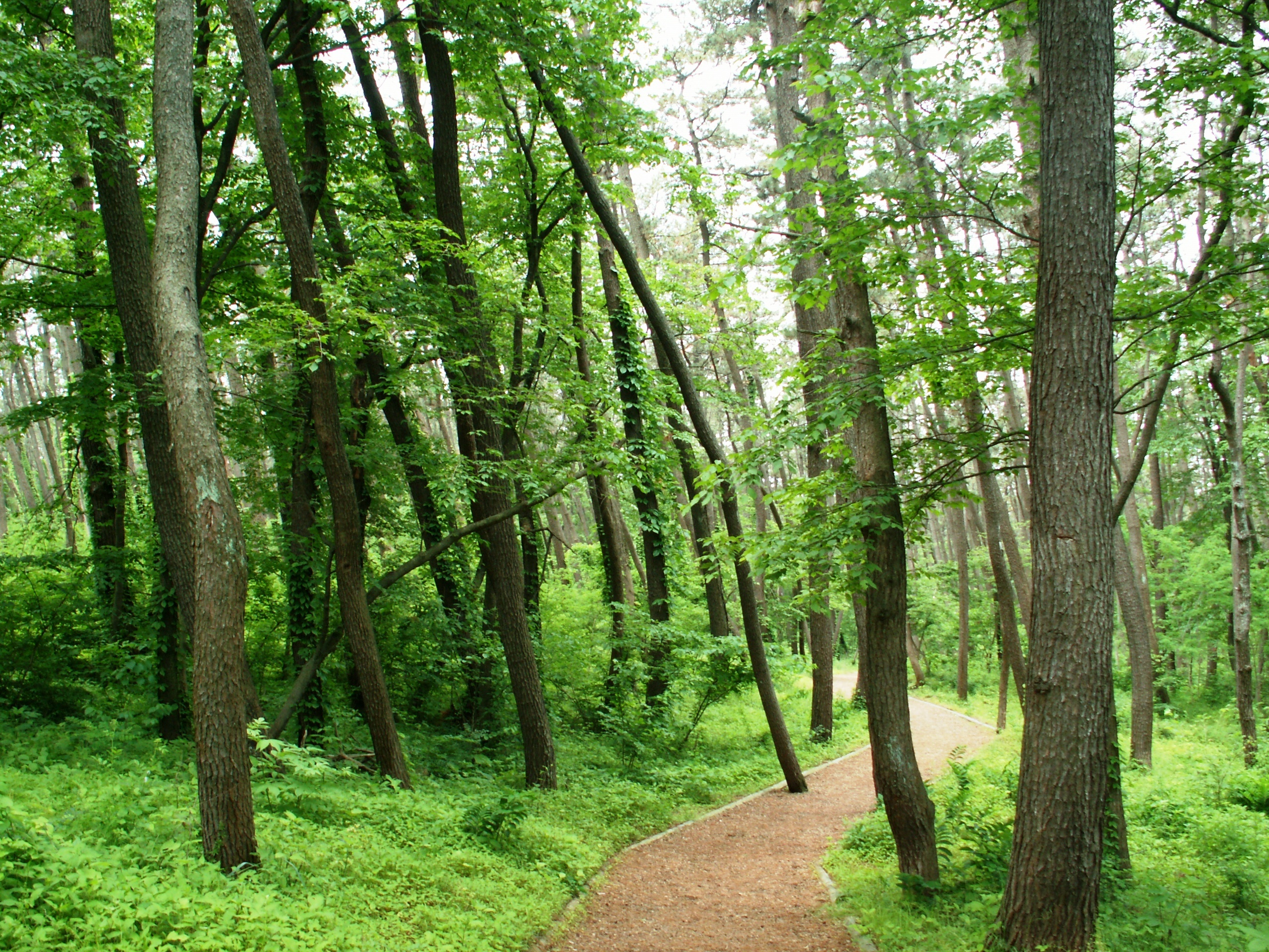 ②緑のじゅうたん「風の松原」